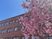 桜と建物の外観  
