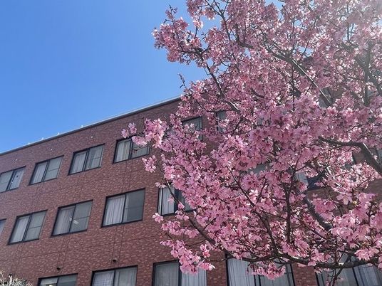 桜と建物の外観  