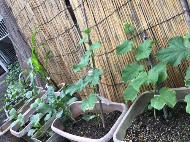 植木鉢の緑が並ぶ庭 庭   植木鉢が並ぶ落ち着いた庭先です。植物の世話を通して、季節を感じる時間をつくれそうです。