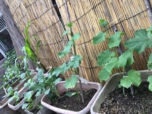 中庭の鉢植え  