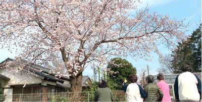 桜の下の人々 庭