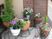 色鮮やかな植物と鉢