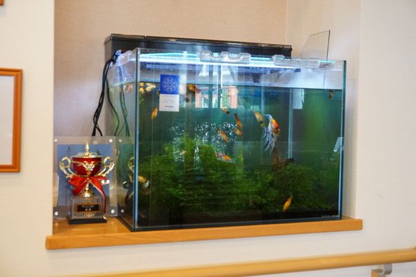 金魚が泳ぐ水槽