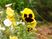 色とりどりの花が咲く庭