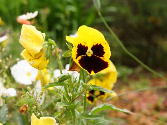 色とりどりの花が咲く庭