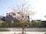 桜が咲く中庭  