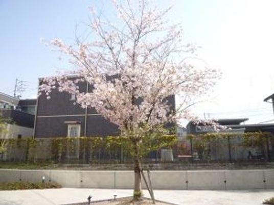 桜が咲く中庭  