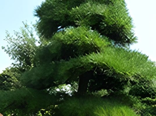 緑豊かな庭