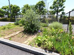 緑豊かな中庭景観