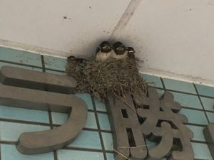 ツバメの巣がある看板  