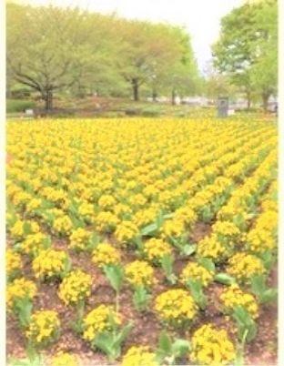 黄色い花が咲く中庭