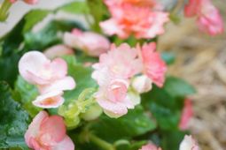 咲いている花と葉