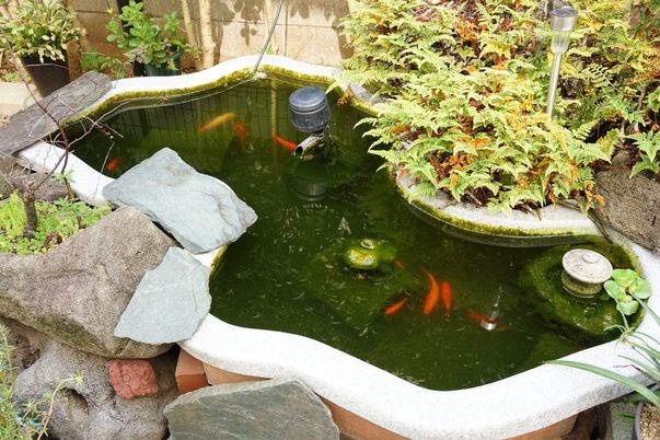 中庭の小さな池