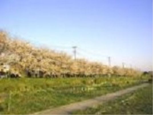 桜並木と緑の庭