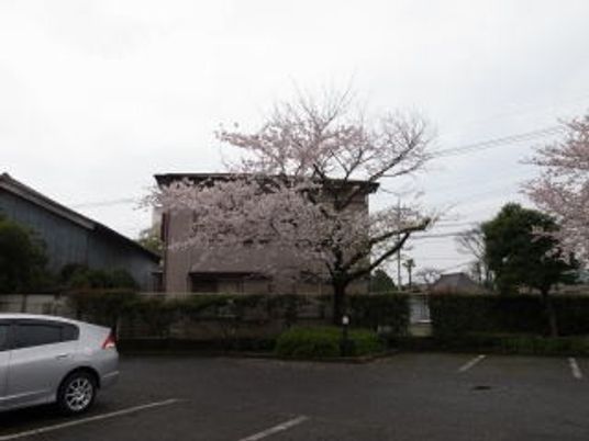 桜が咲く外観  