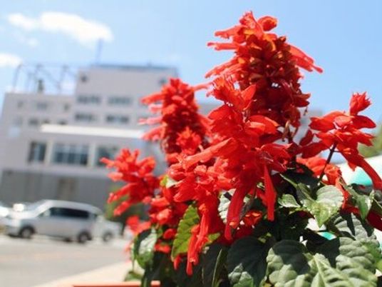 赤い花が咲く外観  