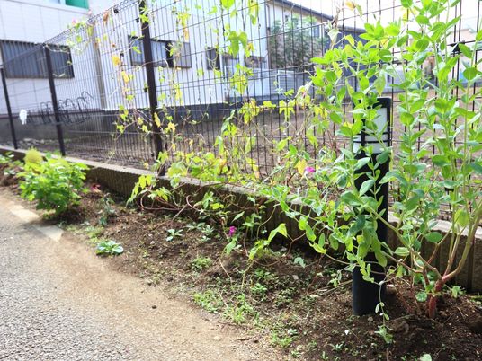 緑豊かな中庭の一角