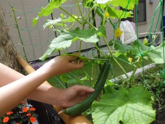 野菜を手にする人