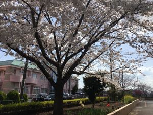 桜が咲く庭の外観  
