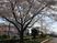桜が咲く庭の外観  