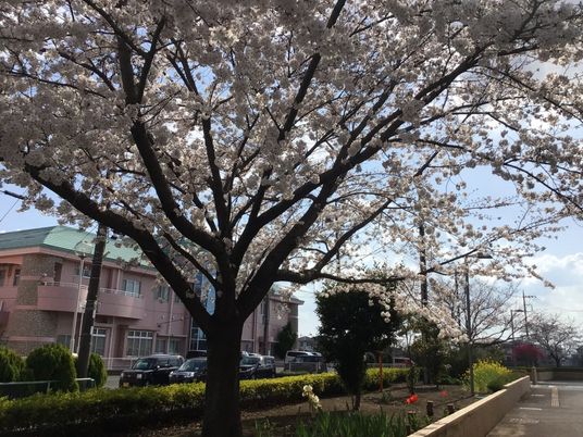 桜が咲く庭の外観  