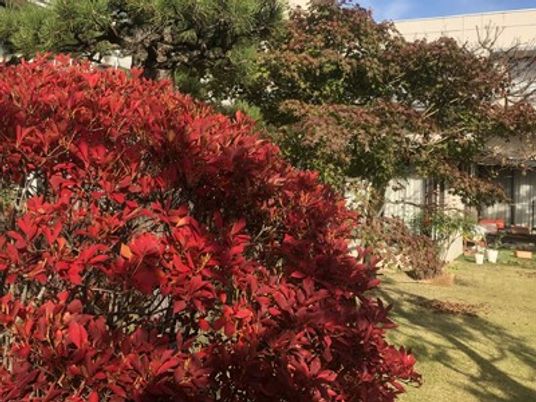紅葉が映える庭  