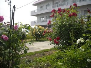 花咲く中庭と建物  