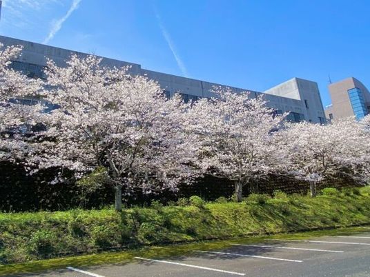 桜並木の外観  