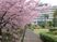 桜並木のある庭  