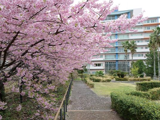 桜並木のある庭  