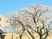 桜が見える中庭  