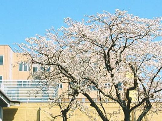 桜が見える中庭  