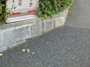 緑のある建物前  