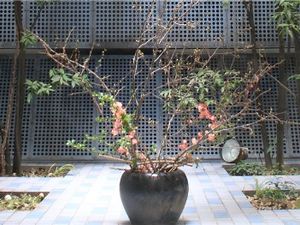 植木鉢の枝花と外壁の中庭  
