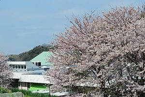 桜が咲く施設外観