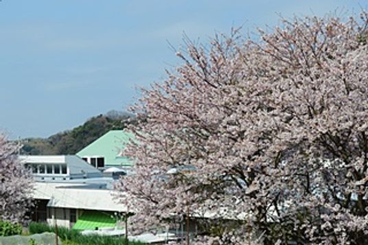 桜が咲く施設外観