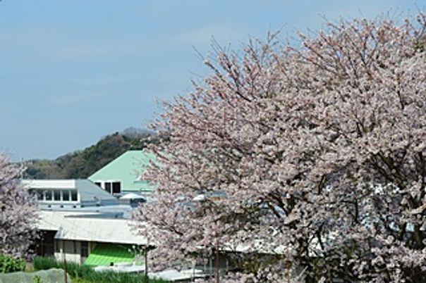 桜が咲く施設外観