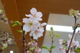 桜が映える中庭