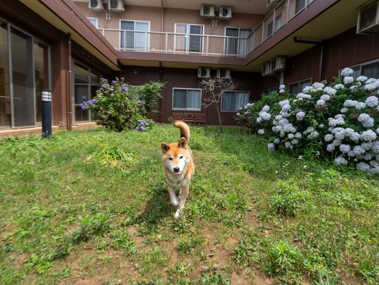 草木がある庭