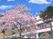桜と建物の外観  