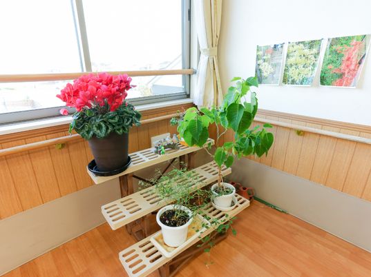 窓辺の植物と装飾