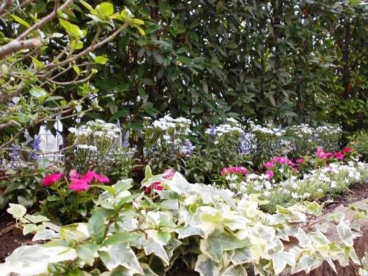 緑豊かな中庭の植物