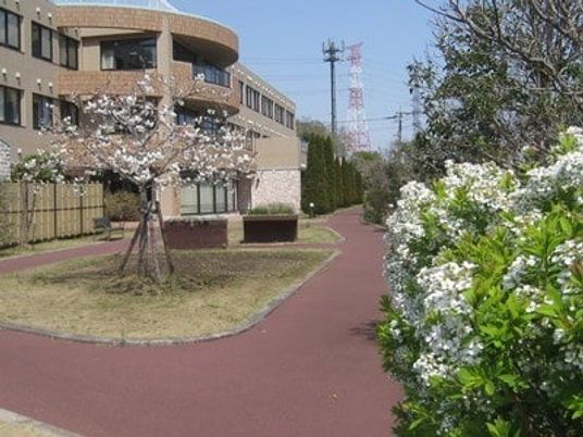 桜咲く建物前の庭  