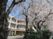 桜に囲まれた建物外観