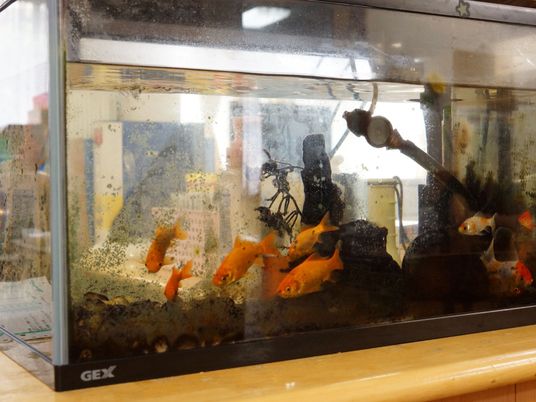 金魚が泳ぐ水槽