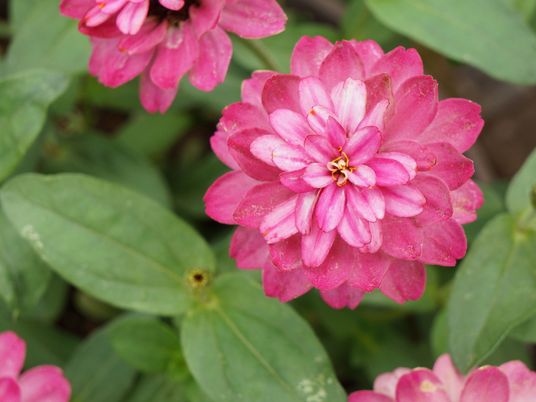 ピンクの花が咲く庭