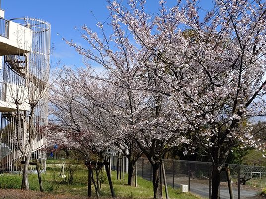 桜並木の外観  