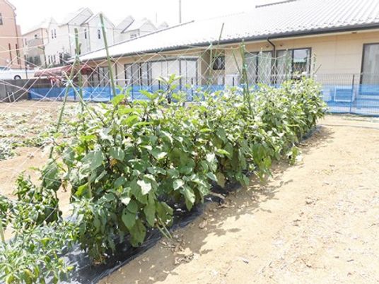 野菜が育つ中庭の一角