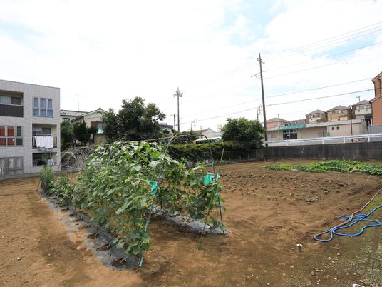 広々とした緑の庭