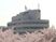 桜と建物の外観  